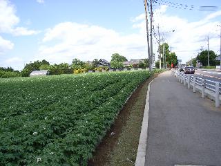 mito4-115